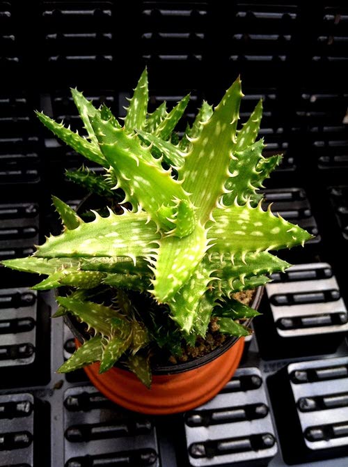 Succulents that Change Color 6