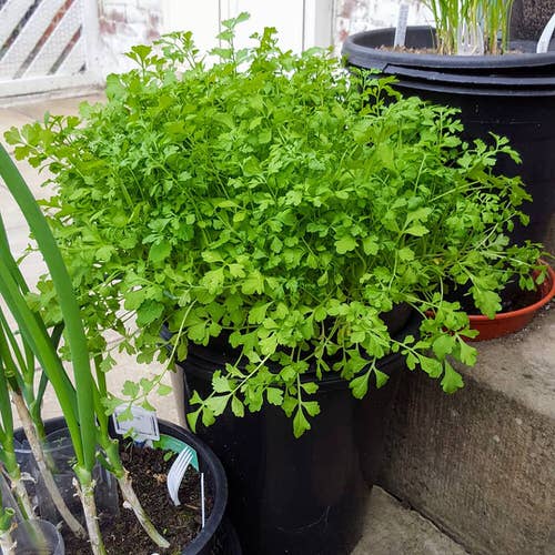 Seeds to Sow for Food in Less than a Month 4