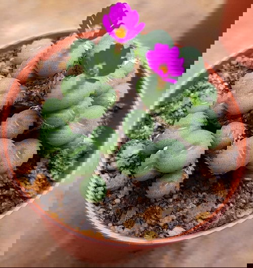 Succulents that Don't Need Water Before a Month 9