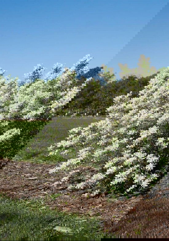 Bushes with White Flowers 17