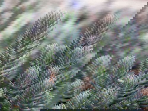 Best Blue Succulents 7