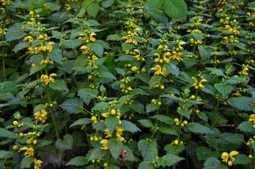 Shade Loving Ground Covers 7