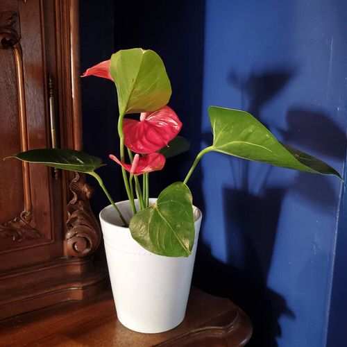 Tropical Indoor Plants Pictures and Ideas from Instagram 6