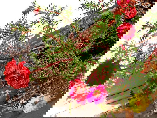 Cascading Flowers for Window Boxes you must grow