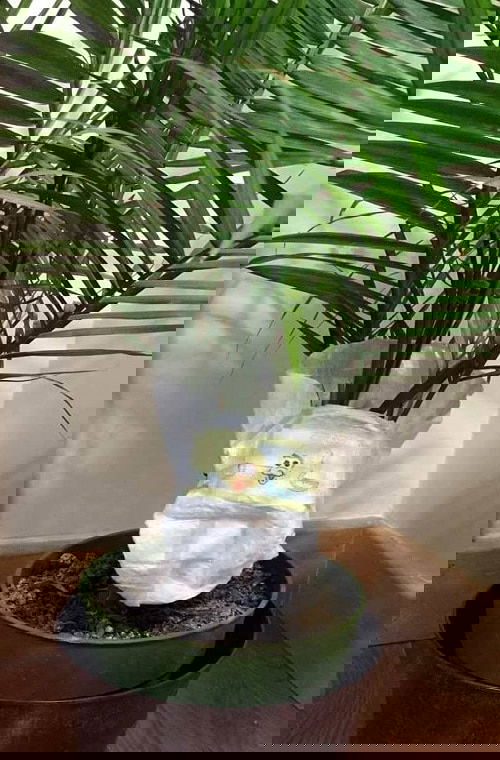 Pinterest Garden Hacks 13