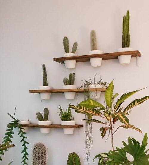Plant Shelves Ideas 8