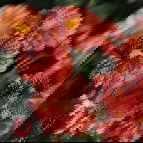 Types of Brown Flower Names 10