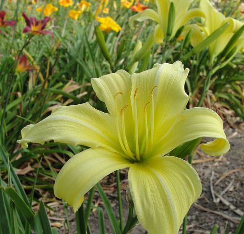 Best Types of Lilies 21
