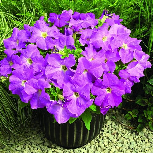 Types of Petunias 3