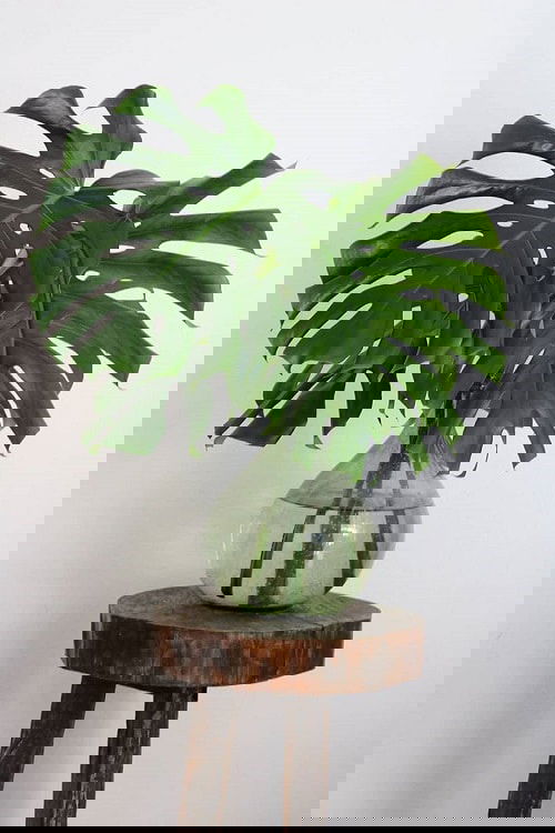 Indoor Plants you can Grow from Cuttings 14