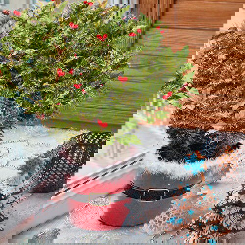 Most Attractive Houseplants for Decorative Purpose 7