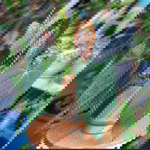 Fanciest Anthuriums 21