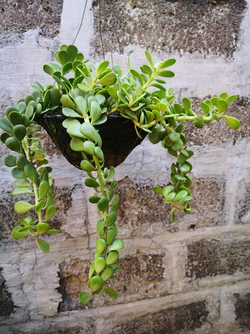 Best Cascading Succulents 9