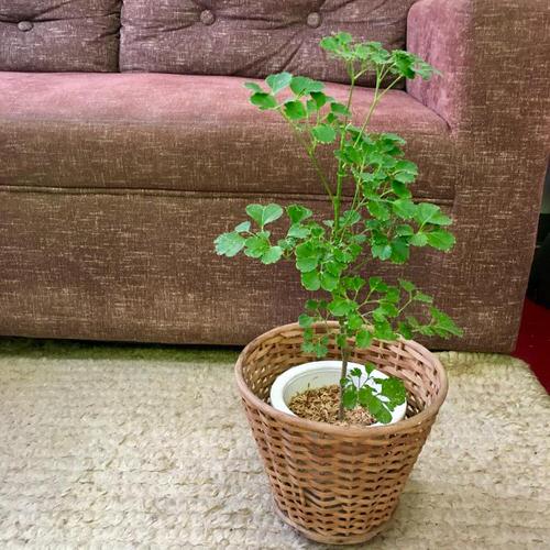 Pictures of Aralia Houseplants 60