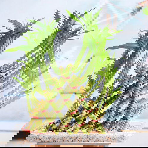 Famous Lucky Bamboo Styles & Varieties 6