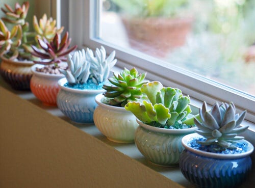 Houseplants that Grow In Dry Air 6