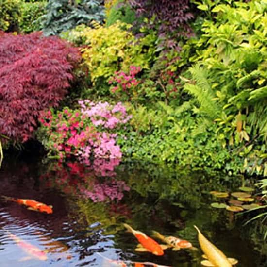 amazing Water Pond idea