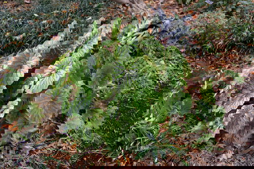 How Your Favorite Houseplants Look Like in the Wild 3