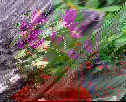 Best Fall Flowers 10