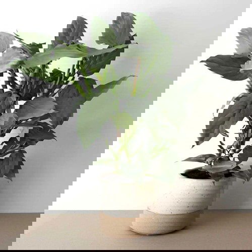 Exotic Philodendron Plants 73