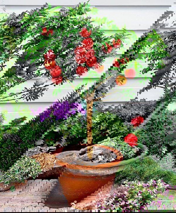 Dwarf bonanza peach tree.