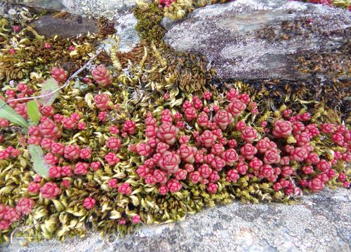 Types of Sedum Varieties 30
