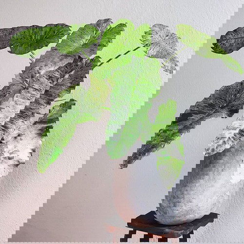 The Most Fascinating It Plants of 9