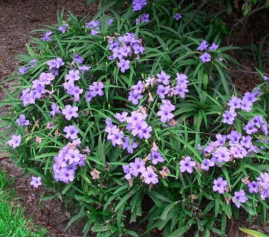 Best Flowers to Plant in Florida 6