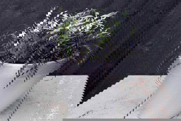 Container Gardening Arrangements 10