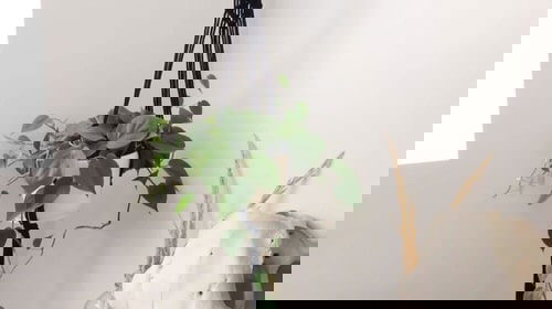 Wall Planter Macramé Ideas 8