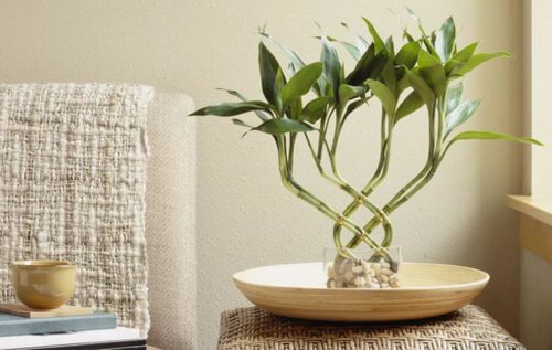 Different Types of Lucky Bamboo Styles 9