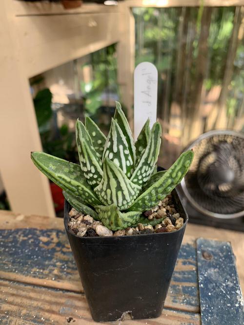 Succulents that Don't Need Water Before a Month 8