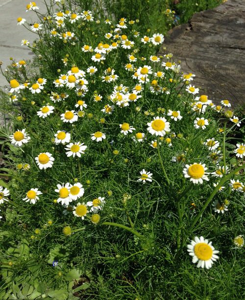 Best Edible Ground Cover Plants 2