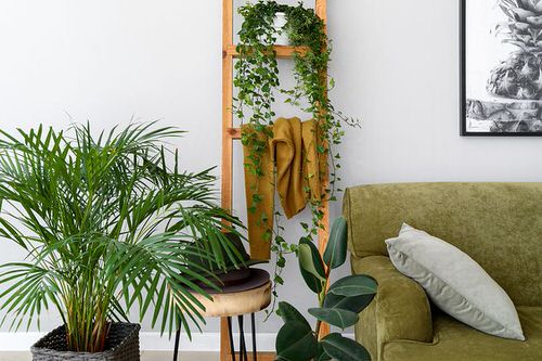 Pin Worthy Houseplant Pictures 14