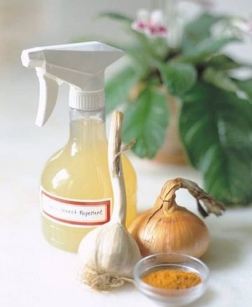 DIY Homemade Mosquito Repellant Ideas 14