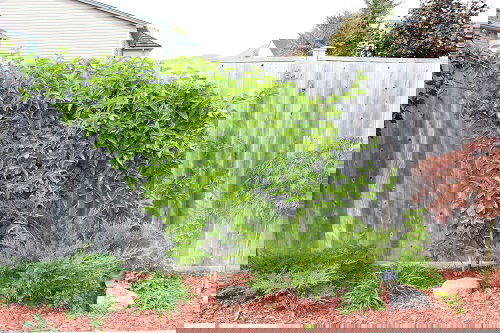 Best Plants to Cover a Fence 44