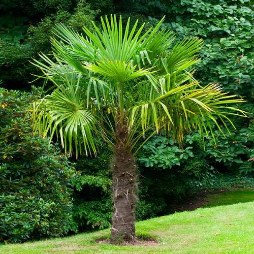 Big Leaf Outdoor Plants 10