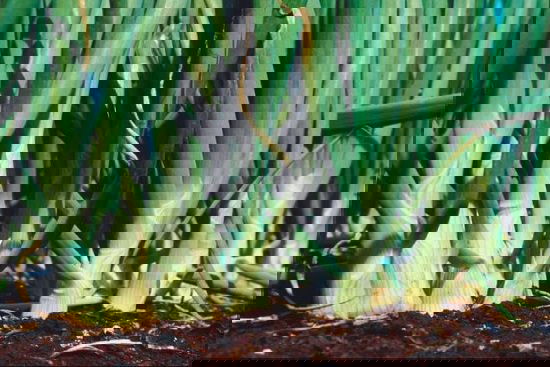 Asian Vegetables to Grow 6