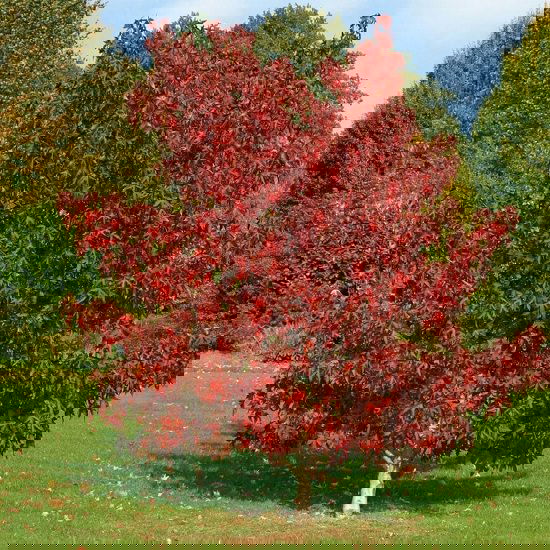 Best Trees to Plant in Georgia 2