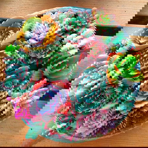 Houseplants for Girls Room 19