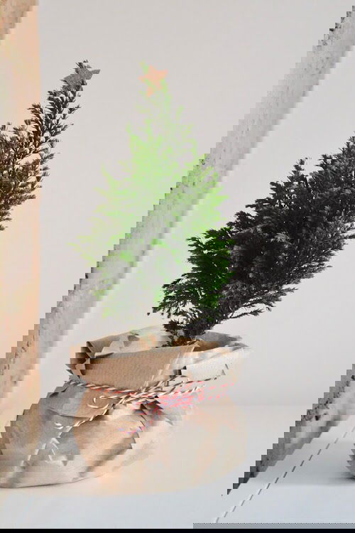 DIY Plant Gift Ideas for Christmas 12