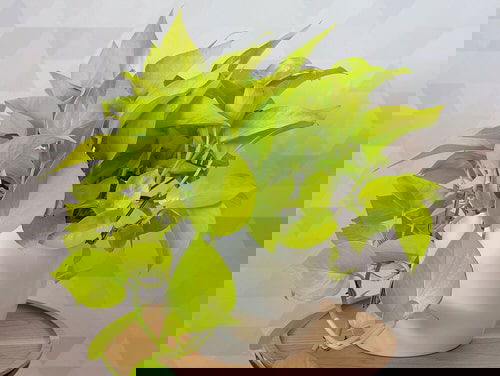 Lucky Plants and Flowers 3