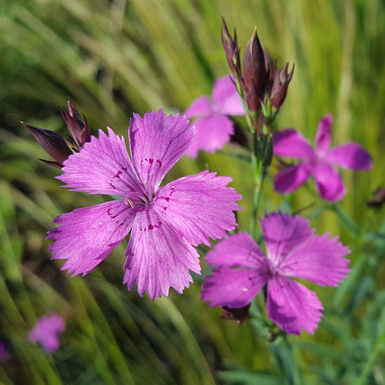 Purple Plants in Texas 12