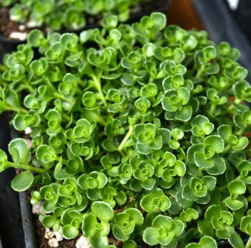 Succulents that Change Color 14