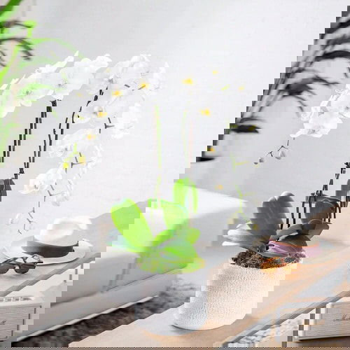 Pictures of Feng Shui Plants for Home 10