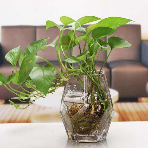 Indoor Plants in Glass Jars Ideas 10