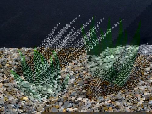 Different Types of Zebra Plants 7