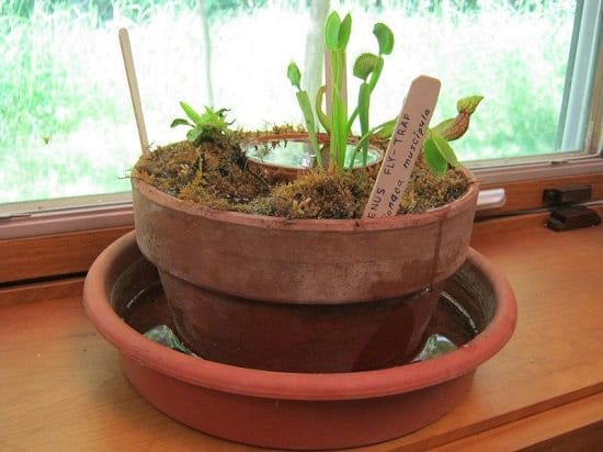 Windowsill Carnivorous Plant Garden