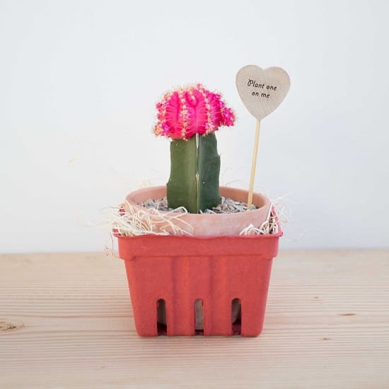 Colorful Succulents 12