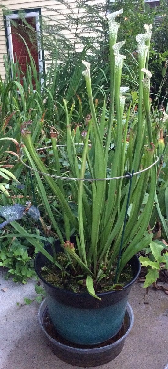 Carnivorous Plants in Container